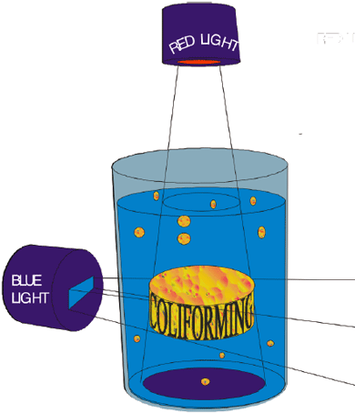 Drawing showing red light and blue light intersecting in the middle of a container of growth media, causing a coliforming mass.
