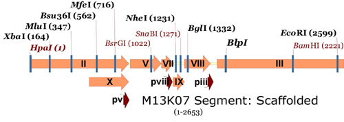 M13K07 map showing single cutters in gene II to gene III region.