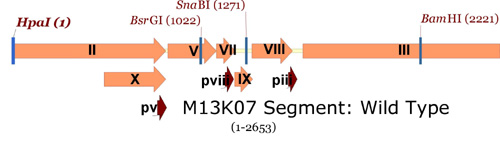 M13K07 map showing single cutters in gene II to gene III region.