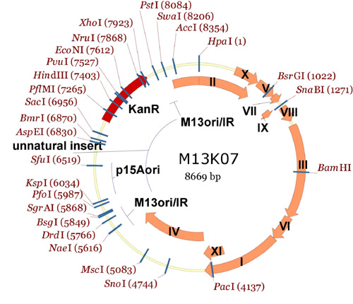 Entire M13K07 plasmid showing single cutters.