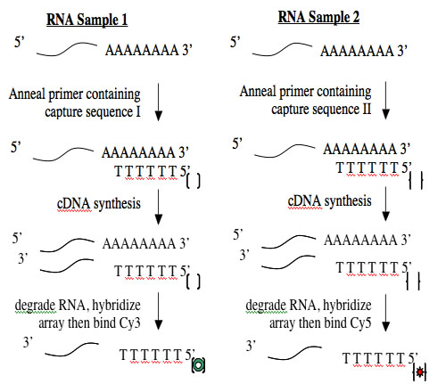 Creating cDNA from RNA.