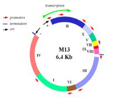 M13-coated coli; map of M13 genome.