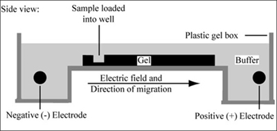 Diagram of agarose gel setup.