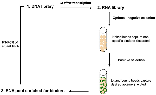 Schematic of the SELEX process: DNA library to RNA library to RNA pool enriched for binders, producing RT-PCR of eluant RNA.