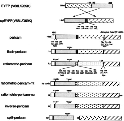 Schematic diagram of protein structures and sequences.