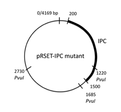 Two plasmid maps, comparing 