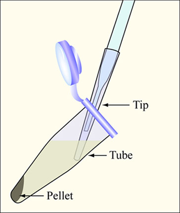 Diagram showing how to aspirate the supernatant, with a pellet at the bottom of an eppendorf tube.