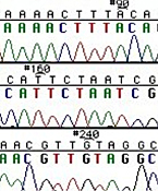 Set of three images. Left: chemical diagrams comparing normal base (3'-OH required for chain elongation) and chain-terminating base (No 3'-OH). Center: photo of a sequencing gel, showing the columns for G, A, T, and C. Right: An example of sequencing trace data.