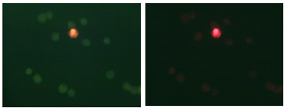 Two photos of LIVE/DEAD assay, comparing green+red channels and just the red channels. One bright red cell appears in the center of each photo. A group of about 15 other cells appears clearly in the green+red photo, while they are barely visible in the red only photo.