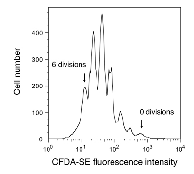 Graph of cell number vs. CFDA-SE fluorescence intensity, roughly bell-shaped curve with six peaks; annotation "6 divisions" on the first peak at lowest intensity, and "0 divisions" at the highest intensity.