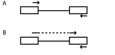 Schematic diagram of primer design for RT-PCR.