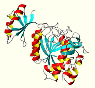 A schematic diagram of folding in the protein Subtilisin BPN'.