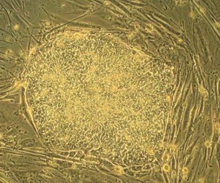 Embryonic stem cells from the H9 cell line.