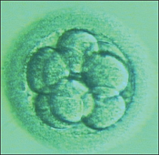 An eight-cell embryo viewed under a microscope, shown as a ball made up of eight circular shaped cells.