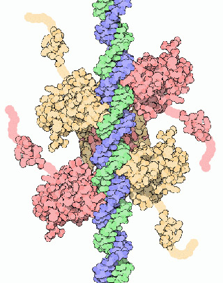 An illustration showing the p53 molecule shaded in pink and yellow, wrapped around DNA, shown as a green and purple double helix.