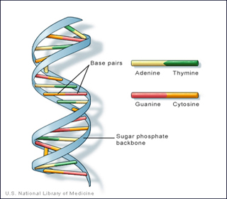 Illustration showing the structure of a DNA molecule.