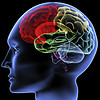 Diagram showing side view of the human brain, with major brain regions in different colors.