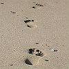 Photo of footprints in the sand.