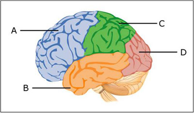 Diagram of human brain, distinguishing the four lobes.