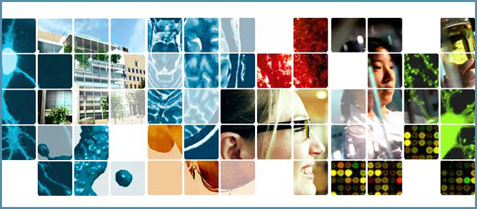 A collage of 8 images from the Brain and Cognitive Sciences Website, divided by a white grid.