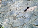 Precambrian pillow basalt textures.