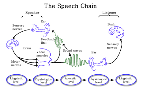 Speech chain graphic.