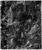 SEM image of fracture surface.