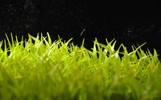 Close-up photo of blades of grass.
