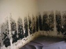 Black mold was growing in most buildings that flooded.